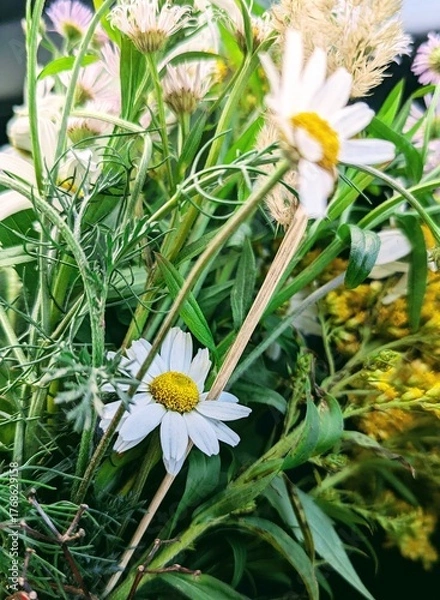 Obraz daisies in the garden