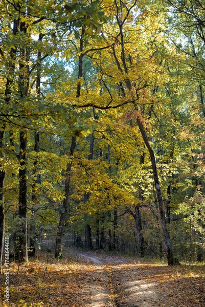 Fototapeta The forest in autumn clothes. Yellow leaves on the tree branches.