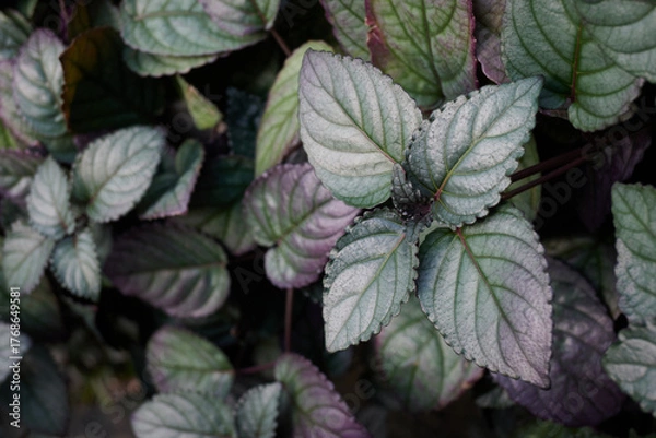 Obraz Hemigraphis alternata