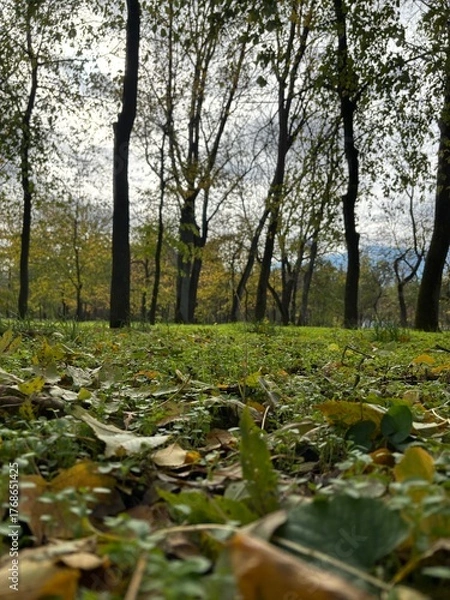 Fototapeta Beautiful autumn park filled with golden-yellow trees, cozy benches, and winding walking paths. Fallen leaves cover the ground, creating a peaceful and romantic atmosphere perfect for relaxation