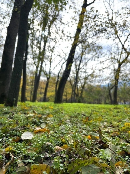 Fototapeta Beautiful autumn park filled with golden-yellow trees, cozy benches, and winding walking paths. Fallen leaves cover the ground, creating a peaceful and romantic atmosphere perfect for relaxation