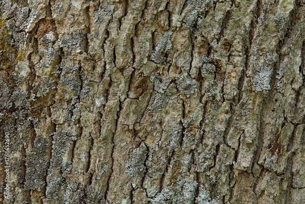 Fototapeta Closeup of rough tree bark texture background.
