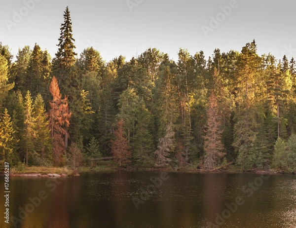 Obraz autumn wood is reflected in the river
