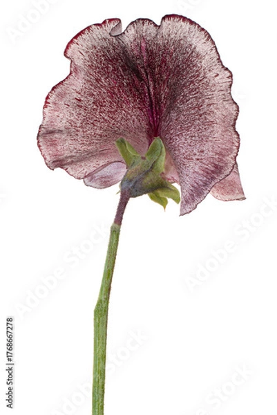 Obraz sweetpea flower
