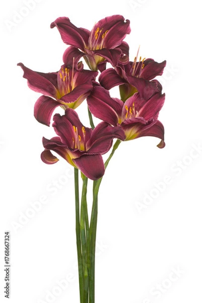 Obraz daylily flower isolated