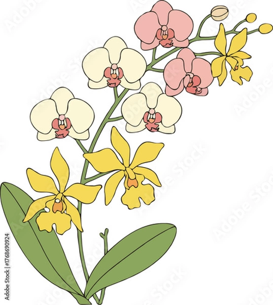 Obraz flat vector Phalaenopsis orchid clipart