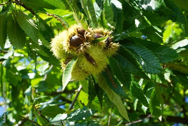 Obraz Esskastanien, Maronen am Baum 