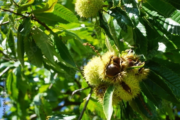 Obraz Esskastanien, Maronen am Baum 