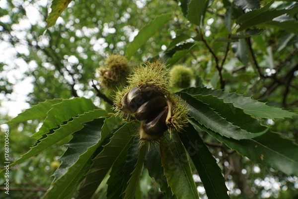 Obraz Esskastanien, Maronen am Baum 
