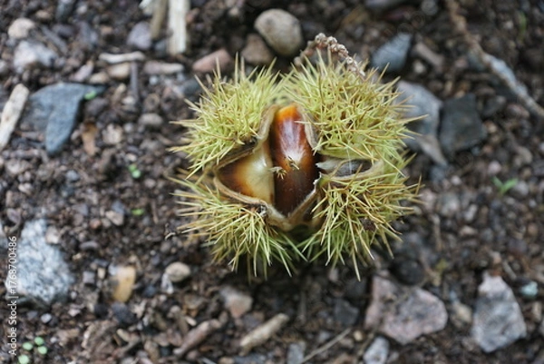 Obraz Esskastanien, Maronen am Baum 