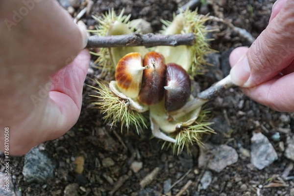 Obraz Esskastanien, Maronen am Baum 