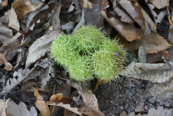 Obraz Esskastanien, Maronen am Baum 
