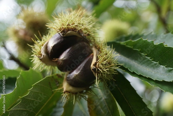Obraz Esskastanien, Maronen am Baum 