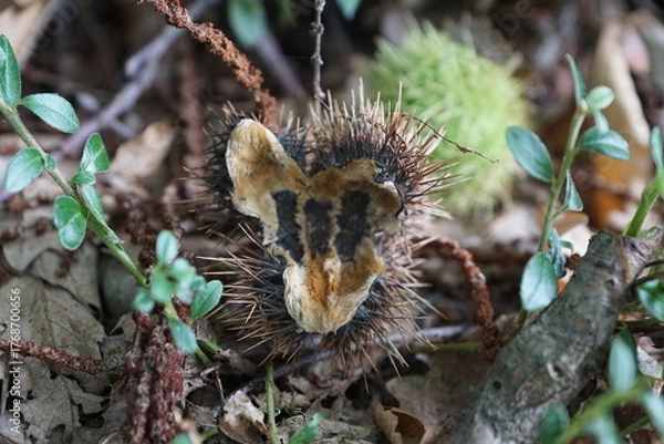 Obraz Esskastanien, Maronen am Baum 