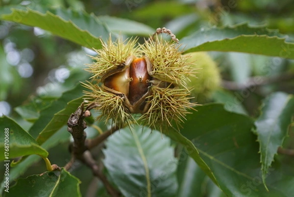 Obraz Esskastanien, Maronen am Baum 