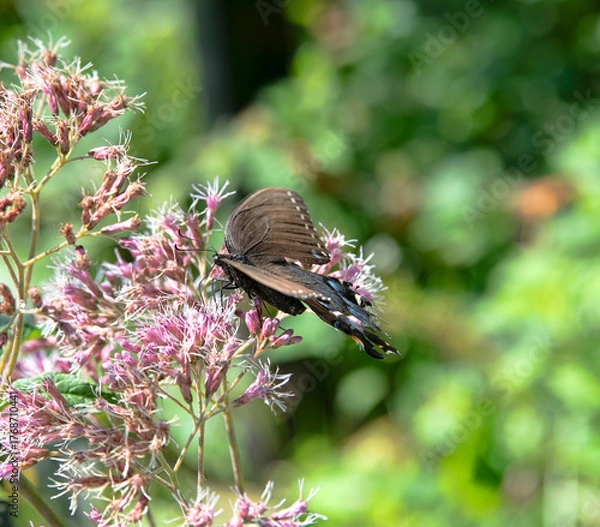 Fototapeta Butterfly on a Pink Bush in Rural North Carolina