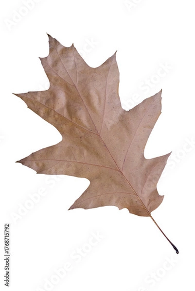 Fototapeta leaf of an American oak