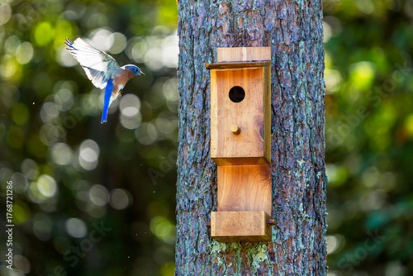 Fototapeta Male Eastern Bluebird with wings spread flies toward a pine-mounted nest box, framed by green forest bokeh and copy space.
