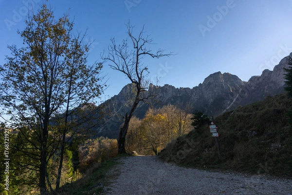 Fototapeta Autumn Foliage on Sentiero dei Grandi Alberi Trail in a pine forest in the Italian Prealps and small Dolomites