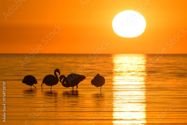 Obraz Colorido atardecer con flamencos - parinas