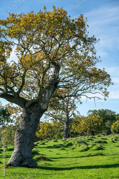 Obraz oak tree in park