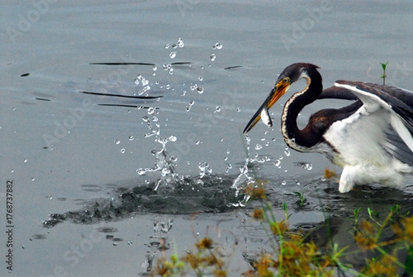 Fototapeta BIRDS- A Tricolored Heron in Mid Strike With Fish in Beak