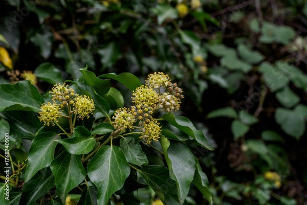 Obraz Hedge row in green