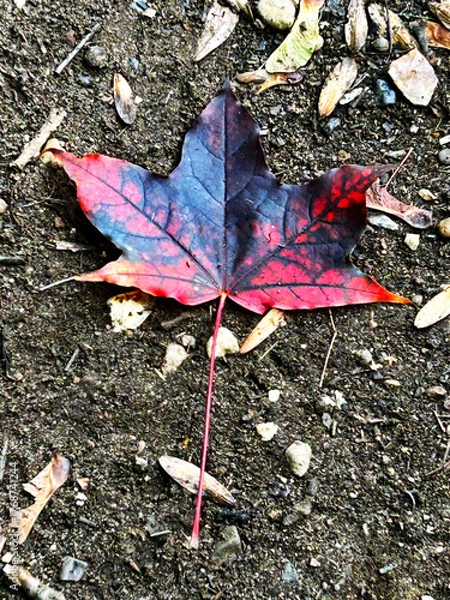 Fototapeta maple leaf on the path