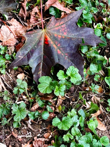 Fototapeta Maple leaf
