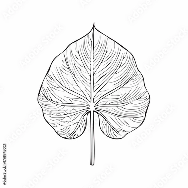 Obraz vector leaf silhouette