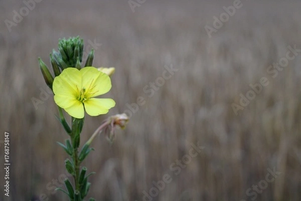 Obraz Evening primrose bloom on field background