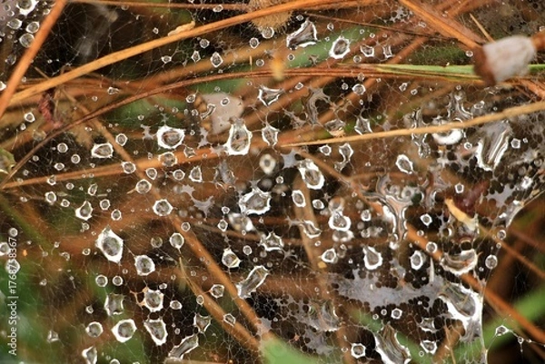 Obraz Raindrops on spiderweb among pine needles