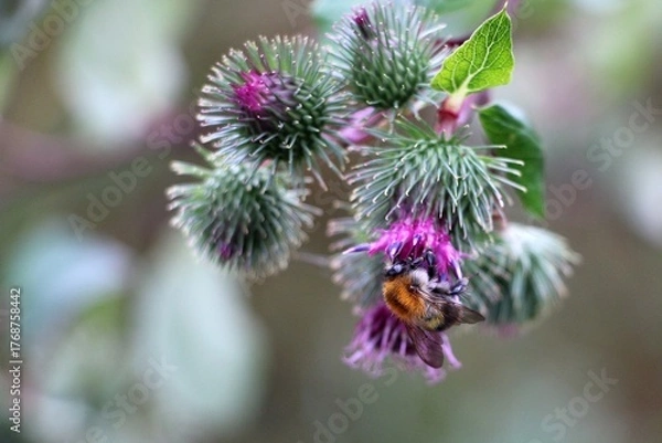 Obraz Bumblebee feeding on burdock blossom
