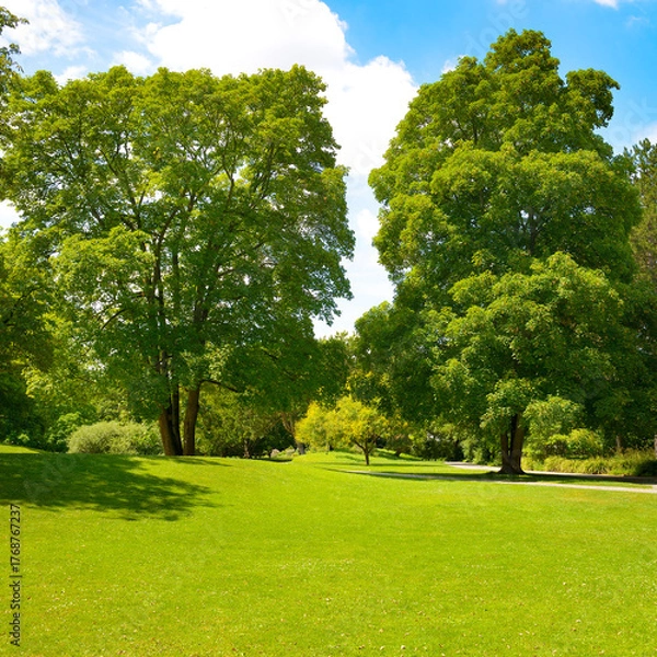 Obraz Tall trees and green bright green grass in meadow in beautiful park.