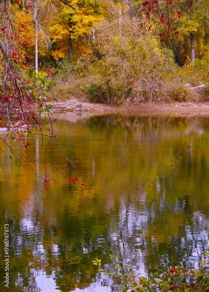 Fototapeta Warm color of trees in autumn at river