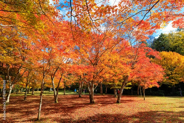 Obraz 北海道の紅葉