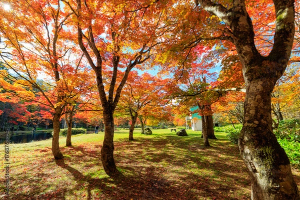 Obraz 北海道の紅葉