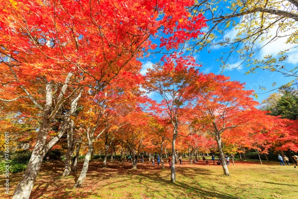 Obraz 北海道の紅葉