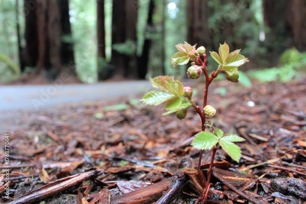 Obraz A tiny sprout thrives in front of blurred redwood trees on a forest path
