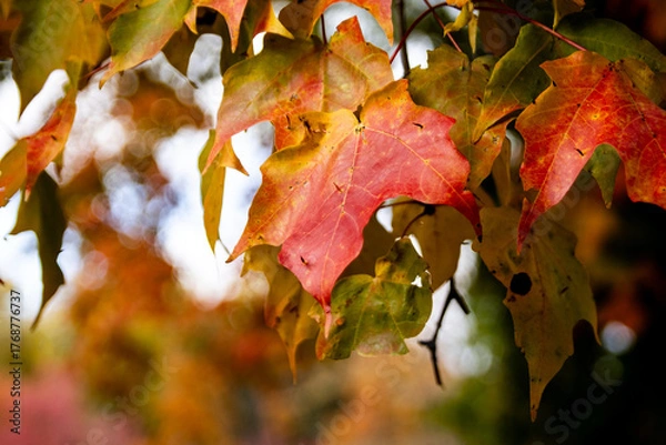 Fototapeta red maple leaf
