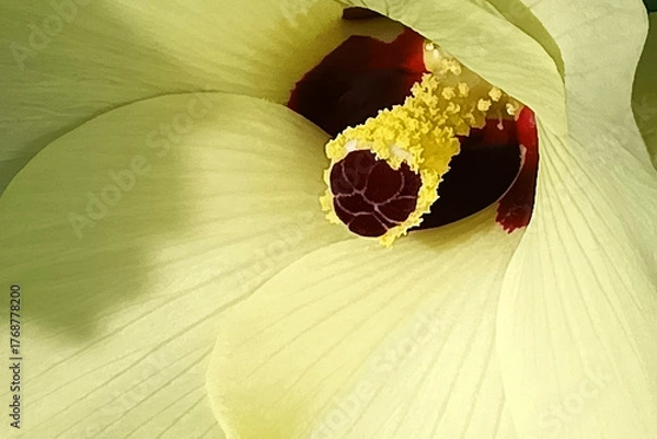 Obraz オクラの花　オクラ　アップ　グラフィック素材