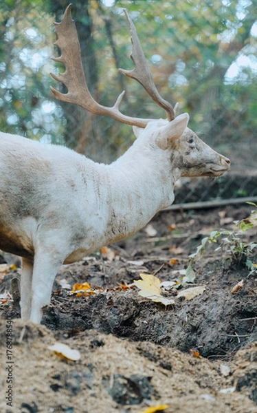 Obraz white tailed deer