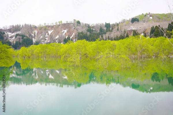 Obraz 山形県白川湖の水没林