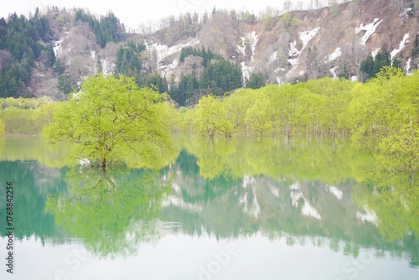 Obraz 山形県白川湖の水没林