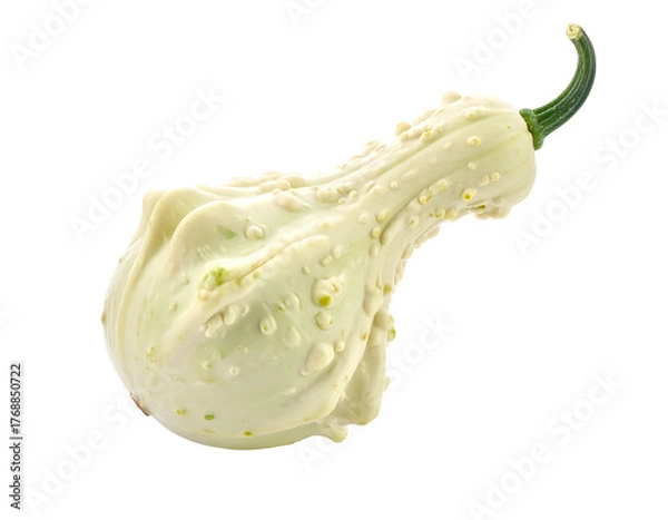 Fototapeta A bumpy, pale gourd with a curled green stem, isolated on a black background, showing its unique shape
