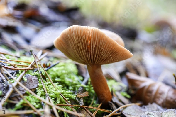 Fototapeta An inedible mushroom growing in the forest during the autumn.