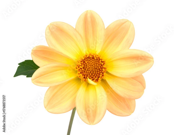 Fototapeta Soft, peach-colored flower blossom with a yellow center, isolated against a black background