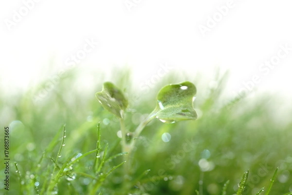 Obraz カイワレ大根の双葉