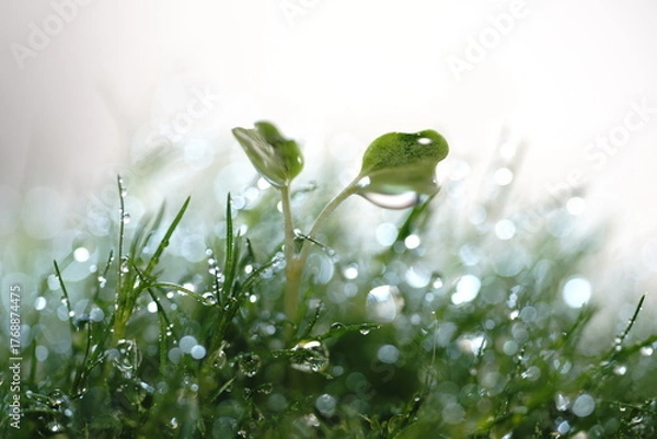 Obraz カイワレ大根の双葉