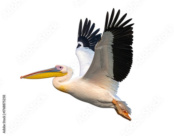 Fototapeta A pelican soars, with expansive white and black wings against a dark background, yellow beak facing left